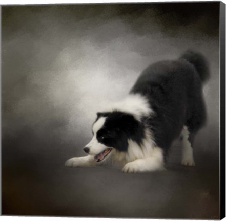 Framed Ready To Play Border Collie Print