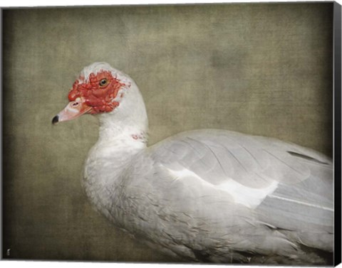 Framed Red Head Muscovy Duck Print
