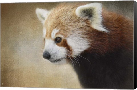 Framed Red Panda Watching Print