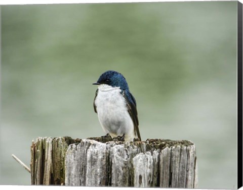 Framed Resting Swallow Print