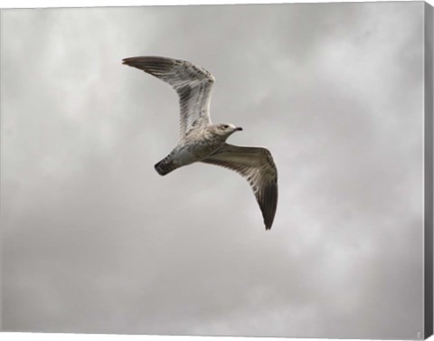Framed Ring Billed Gull At Reelfoot Print