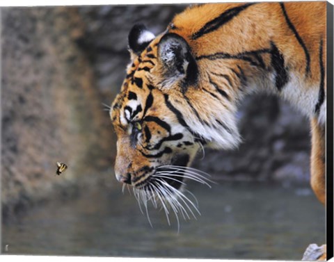 Framed Risk Taker Bengal Tiger And Butterfly Print