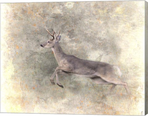 Framed Run Like The Wind White Tailed Buck Print