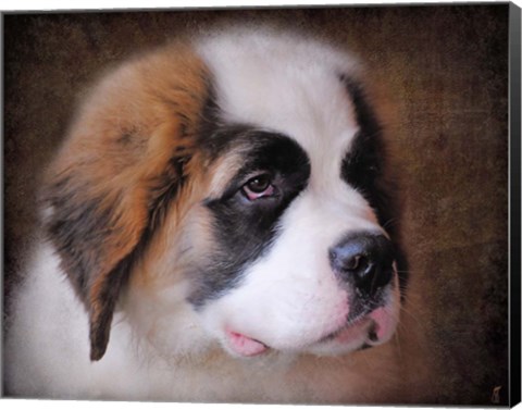 Framed Saint Bernard Puppy Portrait Print