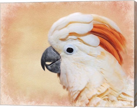 Framed Salmon Crested Cockatoo Portrait 1 Print