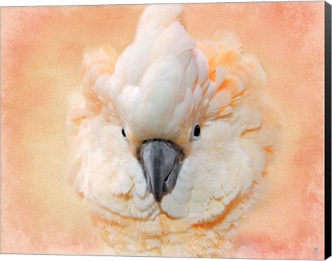 Framed Salmon Crested Cockatoo Portrait 2 Print