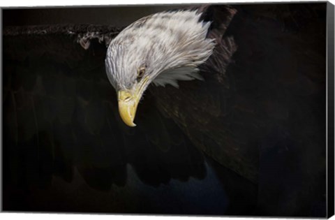 Framed Shadow Hunter Bald Eagle Print