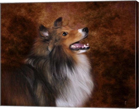 Framed Shetland Sheepdog Print