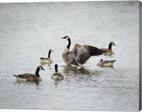 Framed Show Off Canadian Geese Print