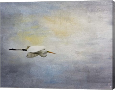Framed Silent Flight Great White Egret Print