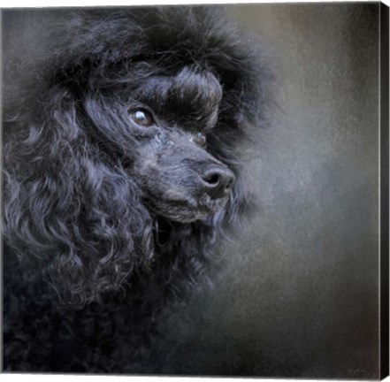 Framed Snack Spotter Toy Black Poodle Print