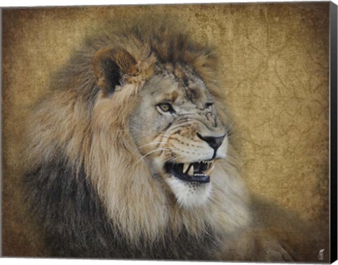 Framed Snarling Male Lion Portrait Print