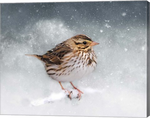 Framed Snow Sparrow Print