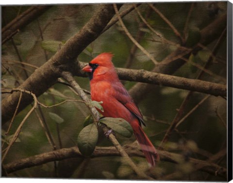 Framed Song Of The Red Bird 1 Print