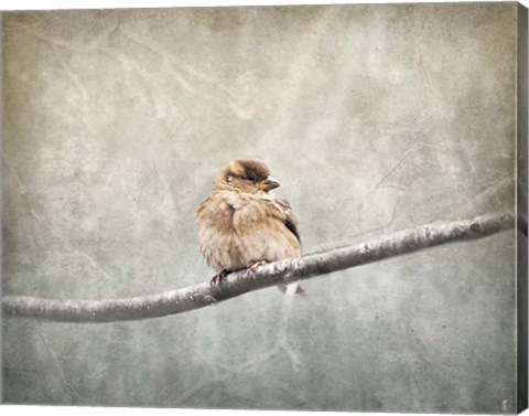 Framed Sparrow Braving The Cold Print