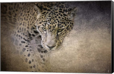 Framed Stalking Her Prey Leopard Print