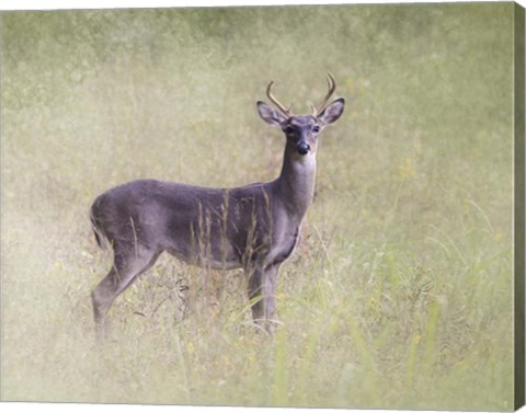 Framed Stand Tall Print