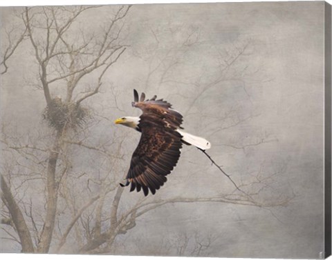 Framed Starting Over Bald Eagle Print