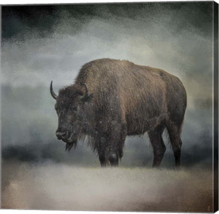 Framed Stormy Day Buffalo Print
