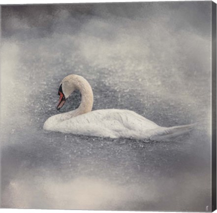 Framed Swan Storm Print