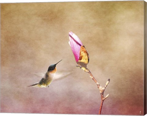 Framed Temptation Hummingbird Print