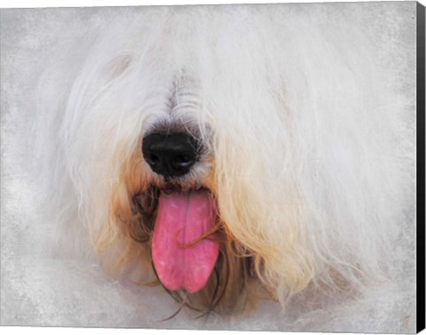 Framed Face of The Sheepdog Print