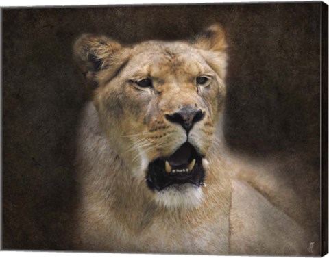 Framed Lioness Portrait Print
