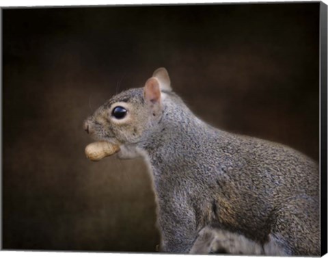 Framed Nut Collector Squirrel Print