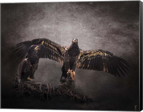 Framed Protector Juvenile Bald Eagles Print