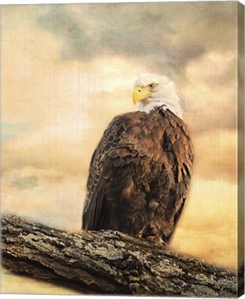 Framed Queen At Rest Bald Eagle Print