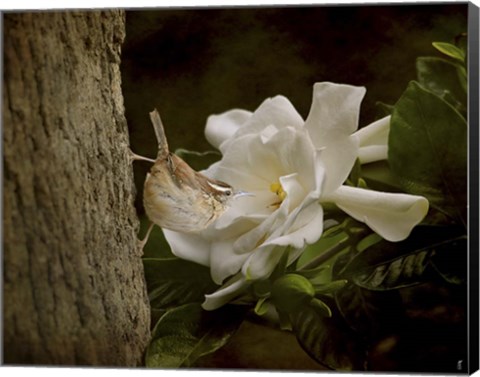 Framed Scent Of The Gardenia Print