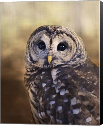 Framed Wise Owl Print