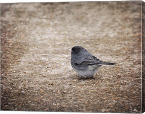 Framed Tiny Junco In A Big World Print