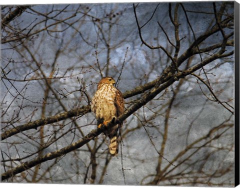 Framed Treetop Raptor Print