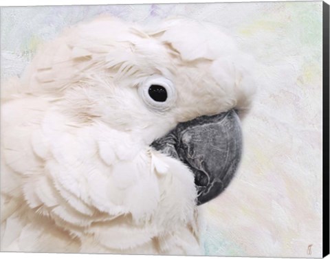 Framed Umbrella Cockatoo Portrait Print