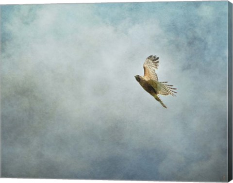 Framed Up Up And Away Red Shouldered Hawk Print