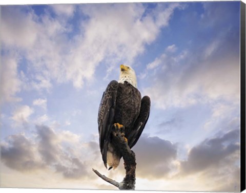Framed View From The Top Bald Eagle Print