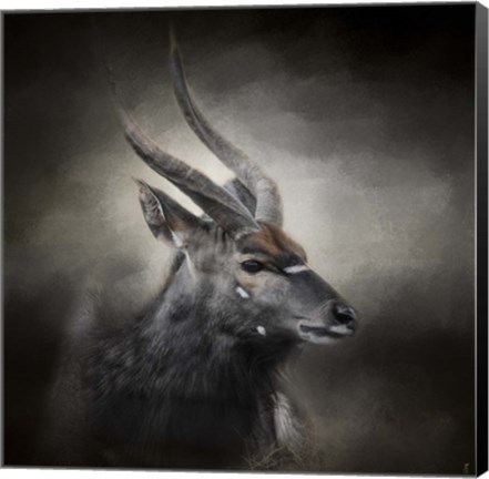 Framed Waiting For The Storm Nyala Buck Print