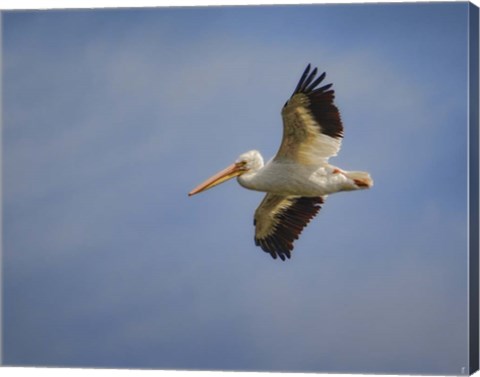 Framed Watching The World From Above Print