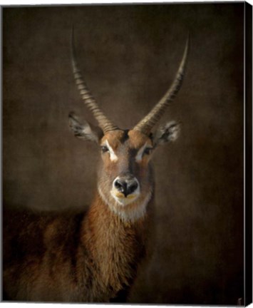Framed Waterbuck Antelope Print