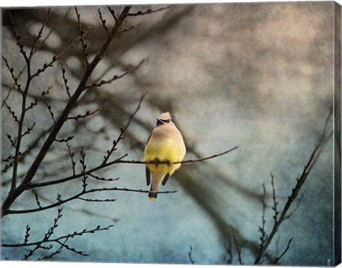 Framed Waxwing At Winter Sunset Print