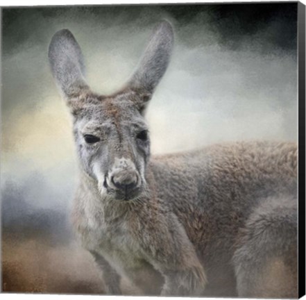 Framed Western Grey Kangaroo Print
