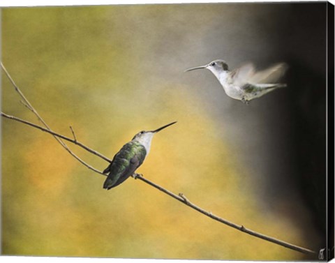 Framed Whisper of Your Wings Hummingbirds Print