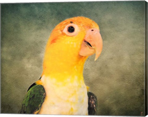 Framed White Bellied Caique Portrait Print