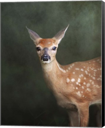 Framed White Tailed Fawn Portrait Print