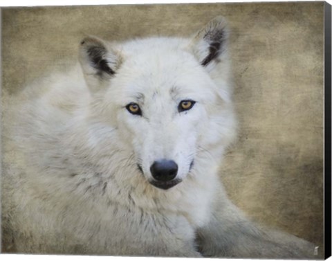Framed White Wolf Portrait Print