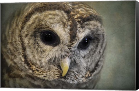 Framed Who Loves Ya Baby Print