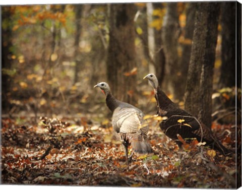 Framed Wild Turkey In The Woods Print