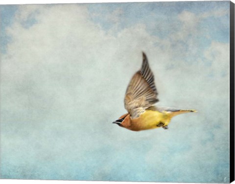 Framed Winter Flight Cedar Waxwing Print
