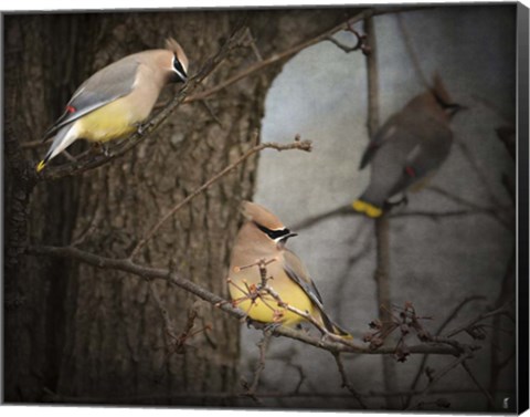 Framed Winter Visitors Cedar Waxwings Print